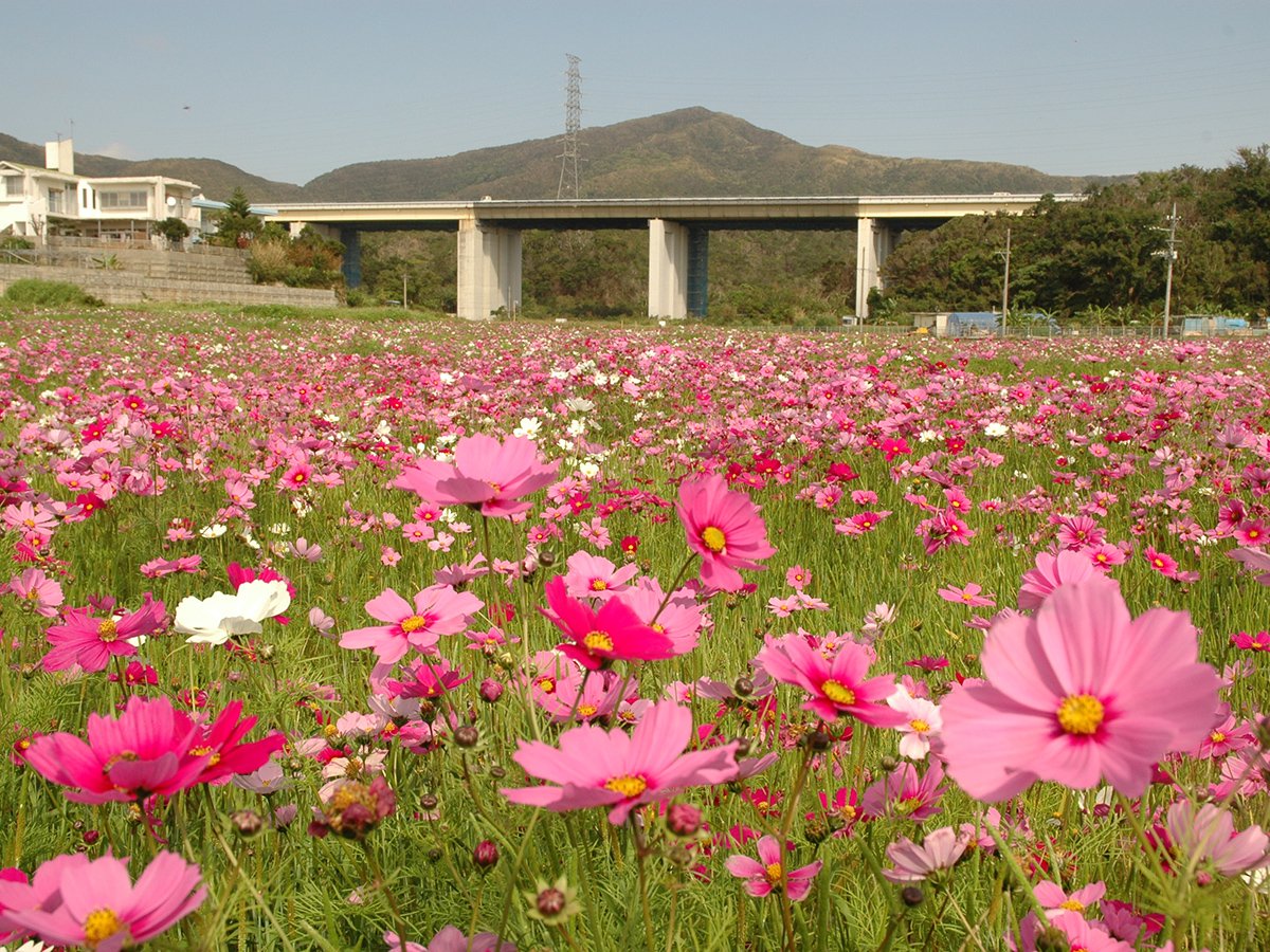 伊芸のコスモス畑