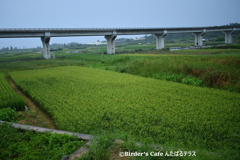 金武町の田芋畑