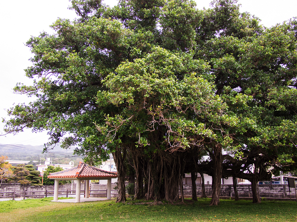 Banyan of Igei