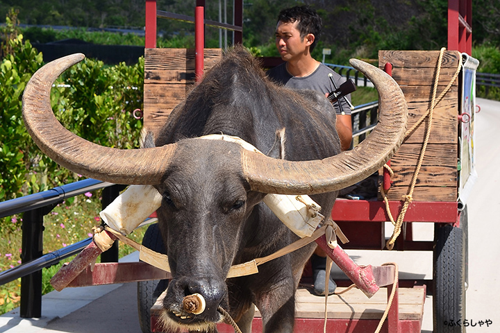 Water Buffalo Tour of the Mangroves (Fukurasha-ya)