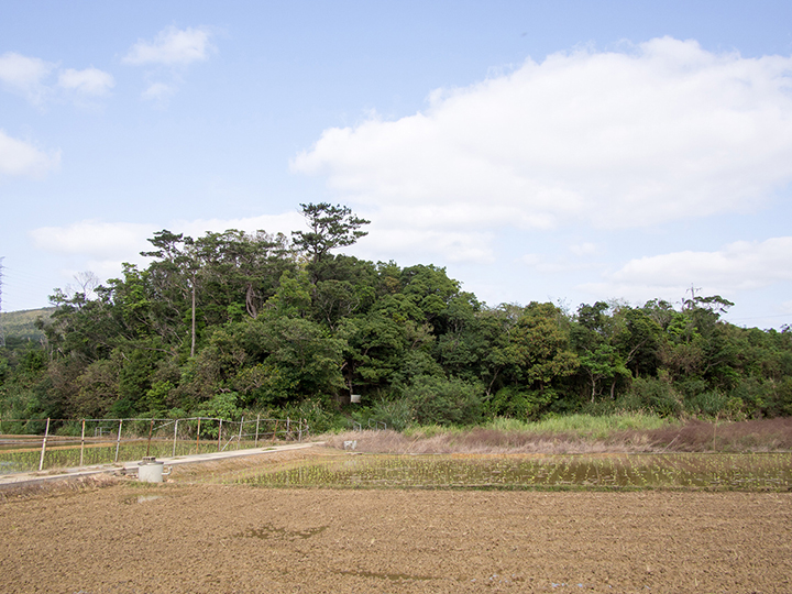 Yoribusano Sacred Grove