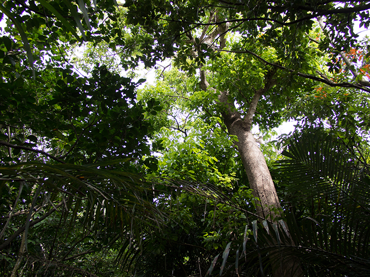 Tumusuzu Sacred Grove