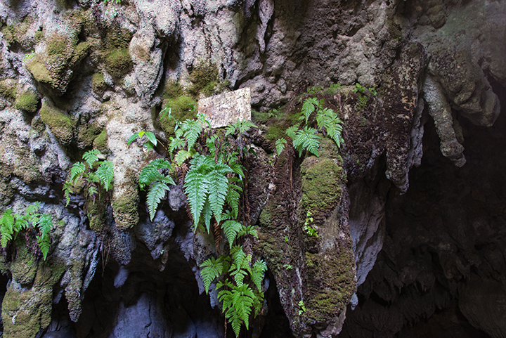 Nisshudo Cave