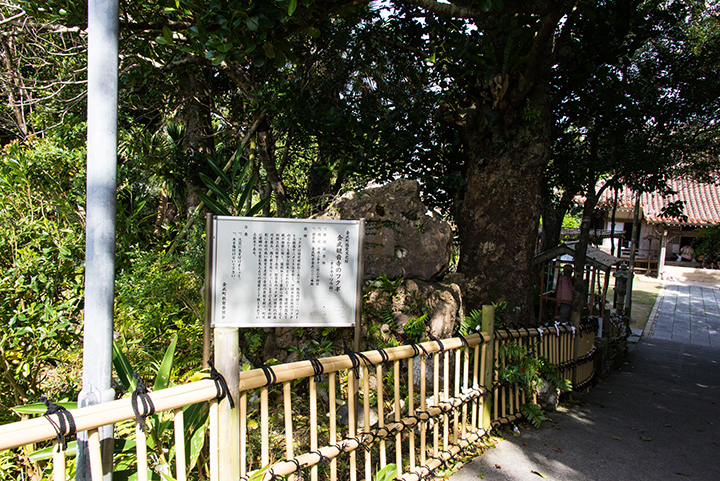 The Fukugi tree in Kannon-ji