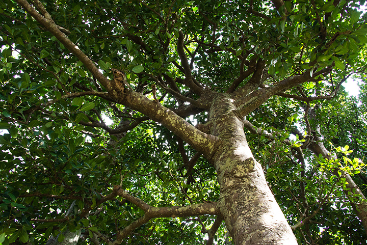 The Fukugi tree in Kannon-ji