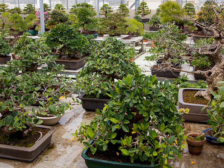 Limestone Cave, Bonsai Garden and Cafe Gold Hall