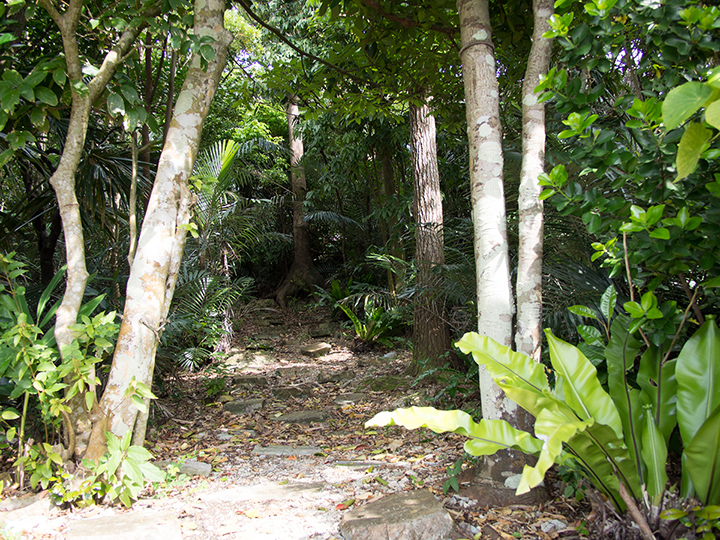 Tumusuzu Sacred Grove