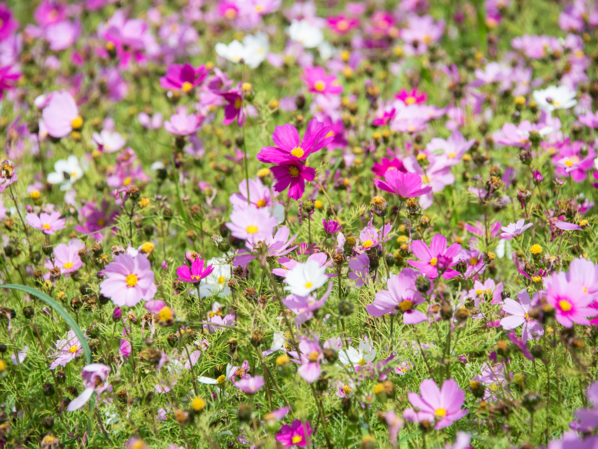 Campo Cosmos Namisato