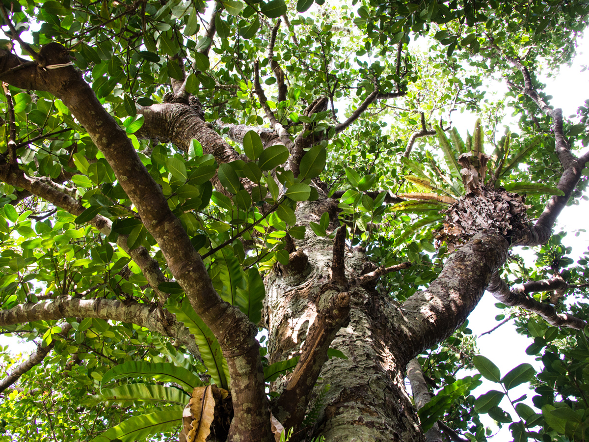 El árbol Fukugi en Kannon-ji