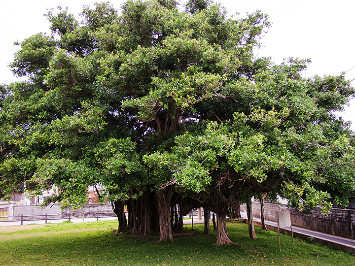 Banyan of Igei