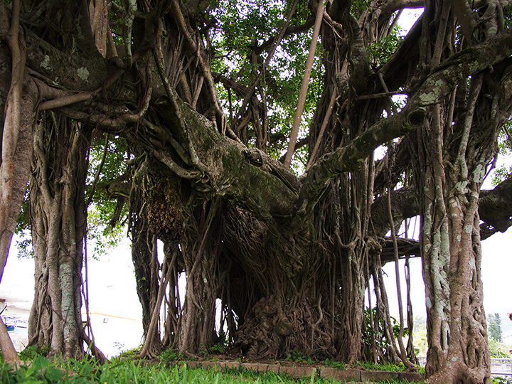 Banyan of Igei