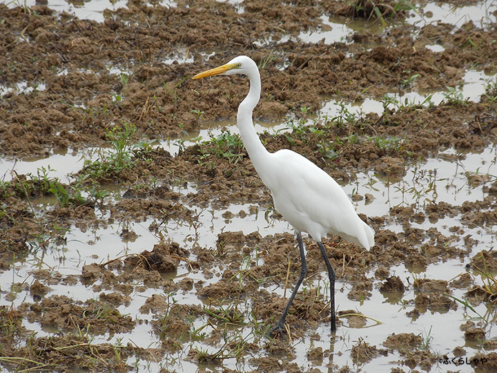 Mangrove Canoe Experience (in Fukurasha)