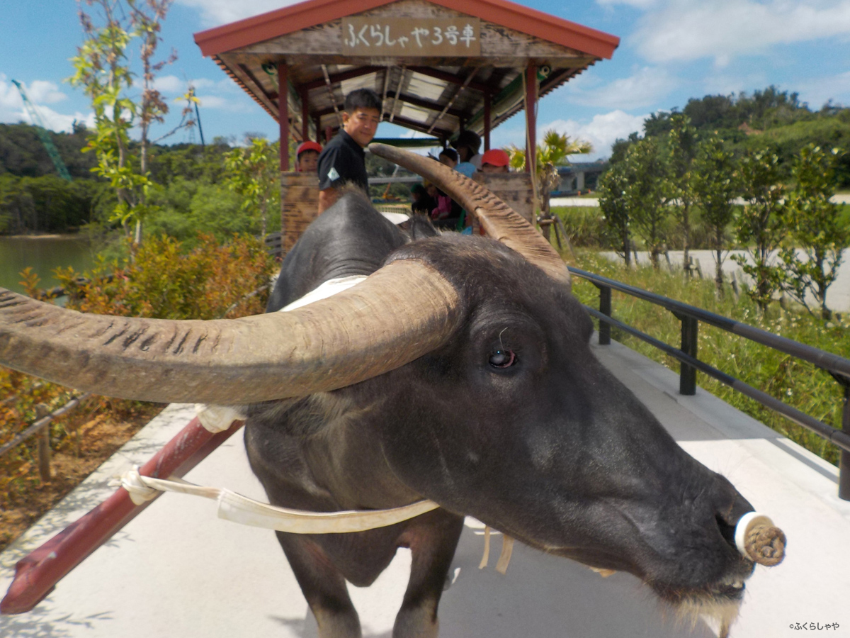 Water Buffalo Tour of the Mangroves (Fukurasha-ya)