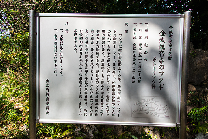 A árvore Fukugi em Kannon-ji