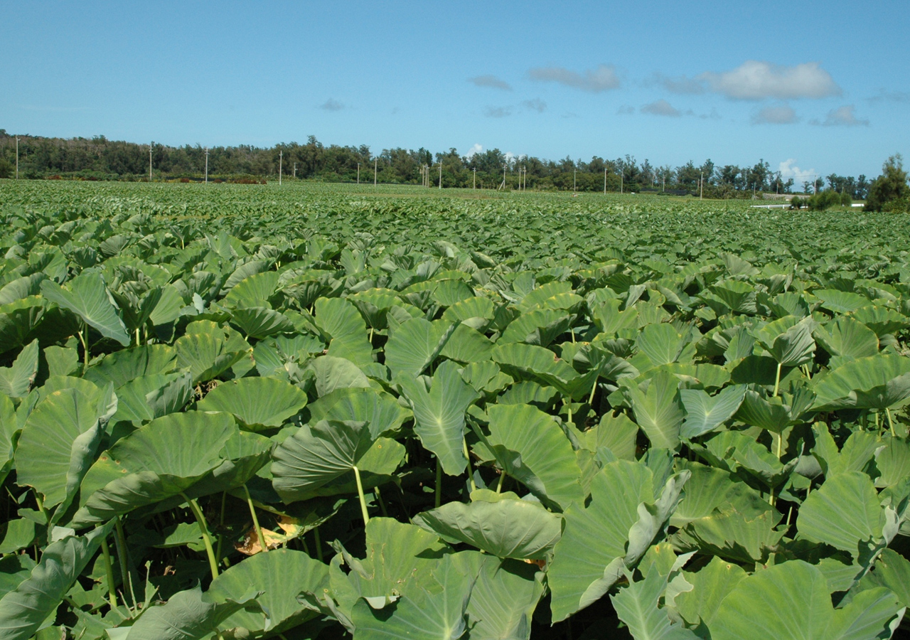 Fukkabaru Taimo Paddy de Batata Taro