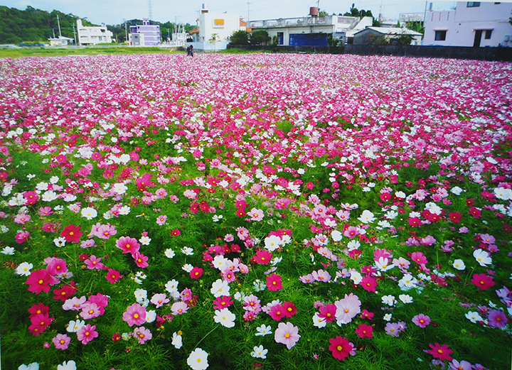 伊芸的波斯菊花田