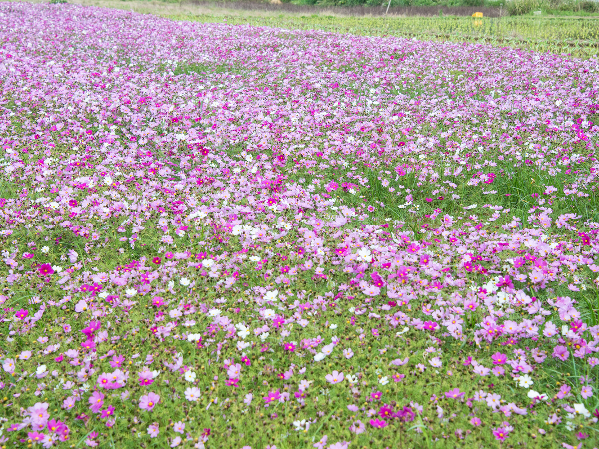 並里大波斯菊花田