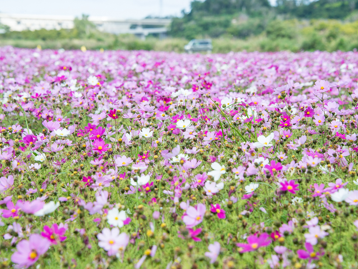 並里大波斯菊花田