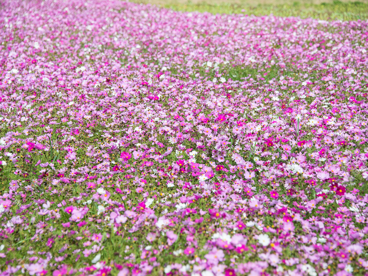 並里大波斯菊花田