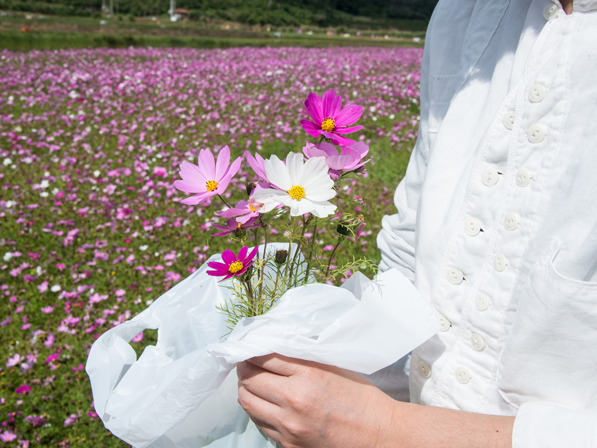 並里大波斯菊花田